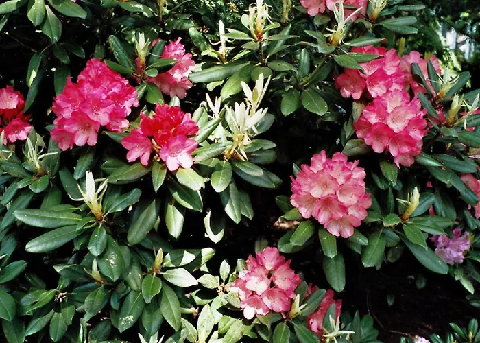 公寓 Appartementhaus Dr Domberg 4 巴德茨维什安